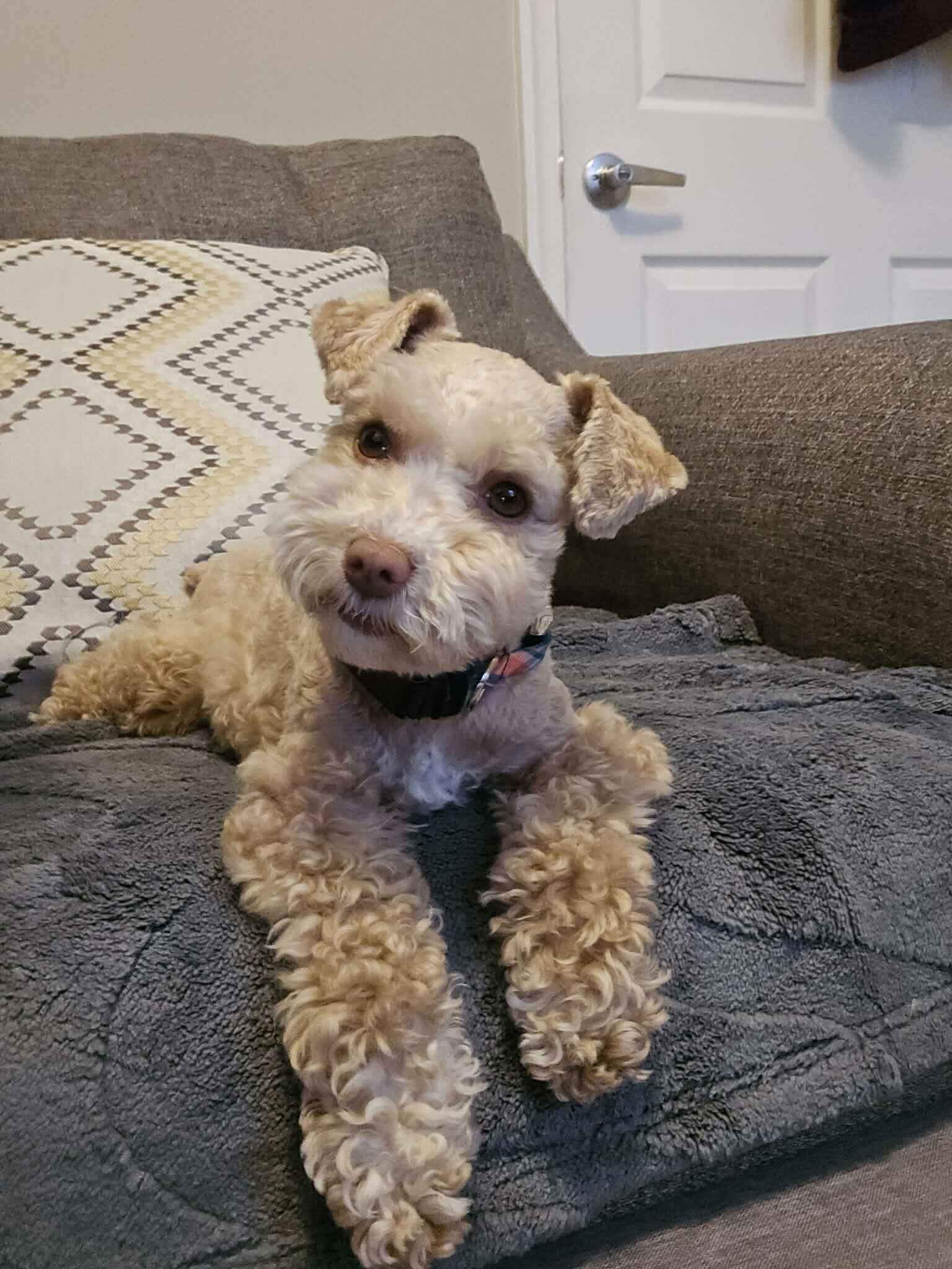 Therapy Dog, Artemis
