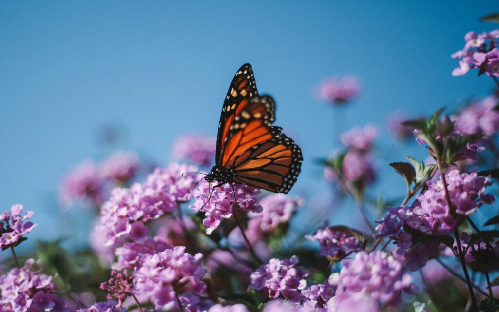 springtime butterfly on flower